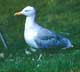 herring gull